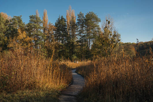 Sentier marais